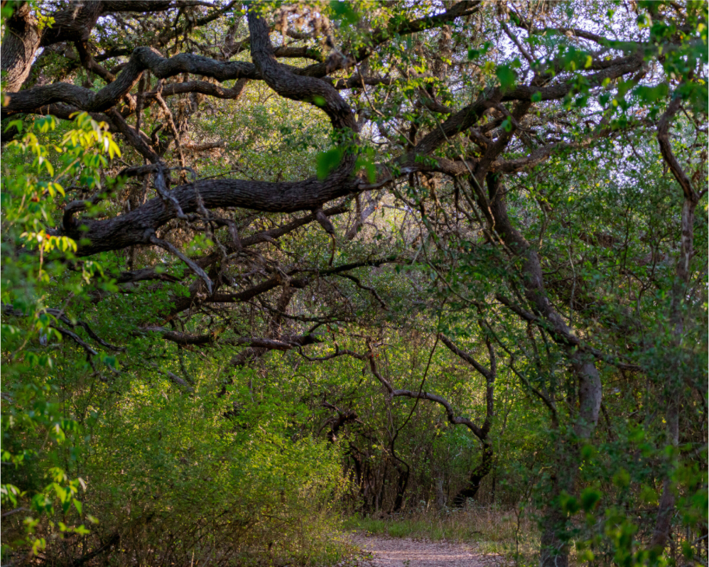 The Path Less Traveled