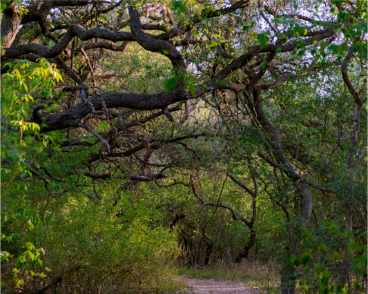 The Path Less Traveled