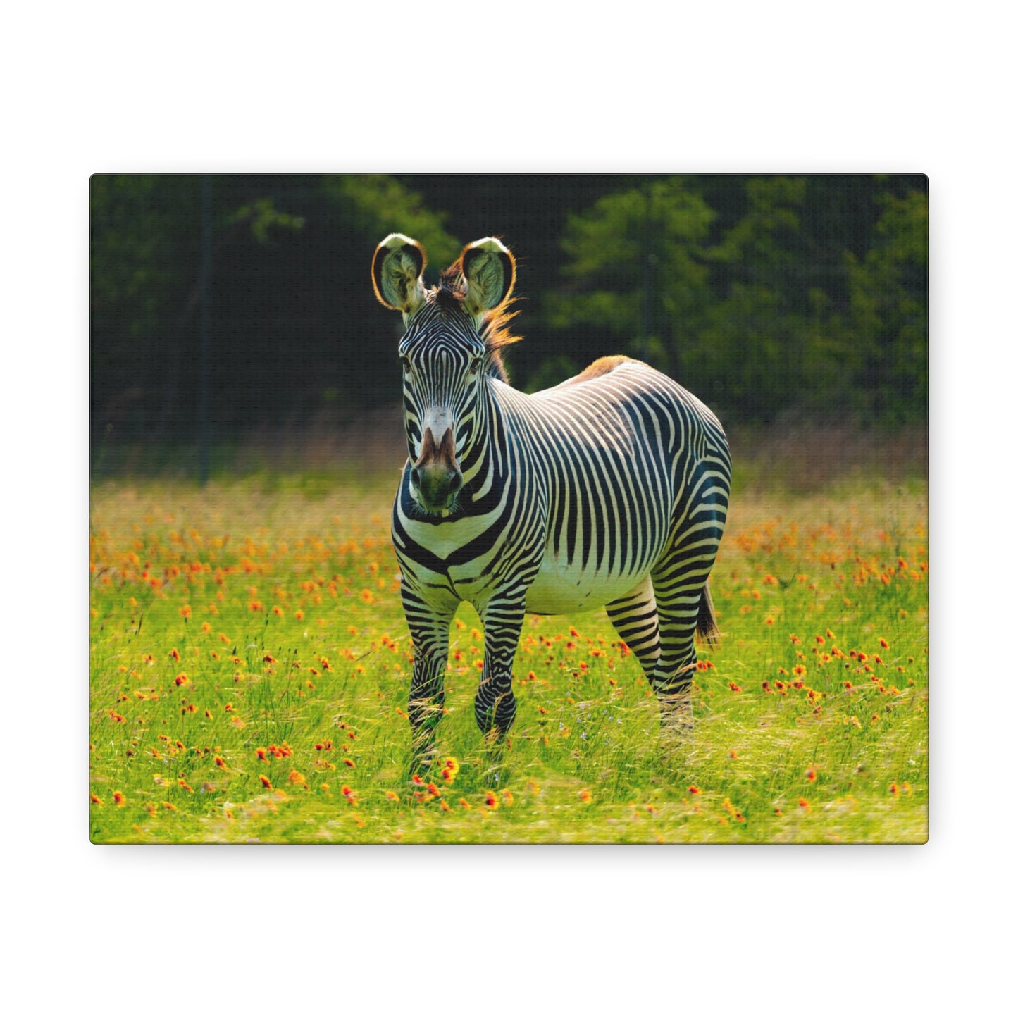 Zebra Among the Wildflowers-Canvas Gallery Wraps