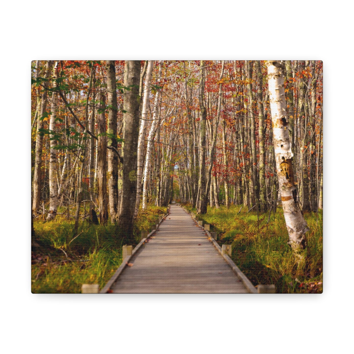 Autumn Walks-Canvas Gallery Wraps
