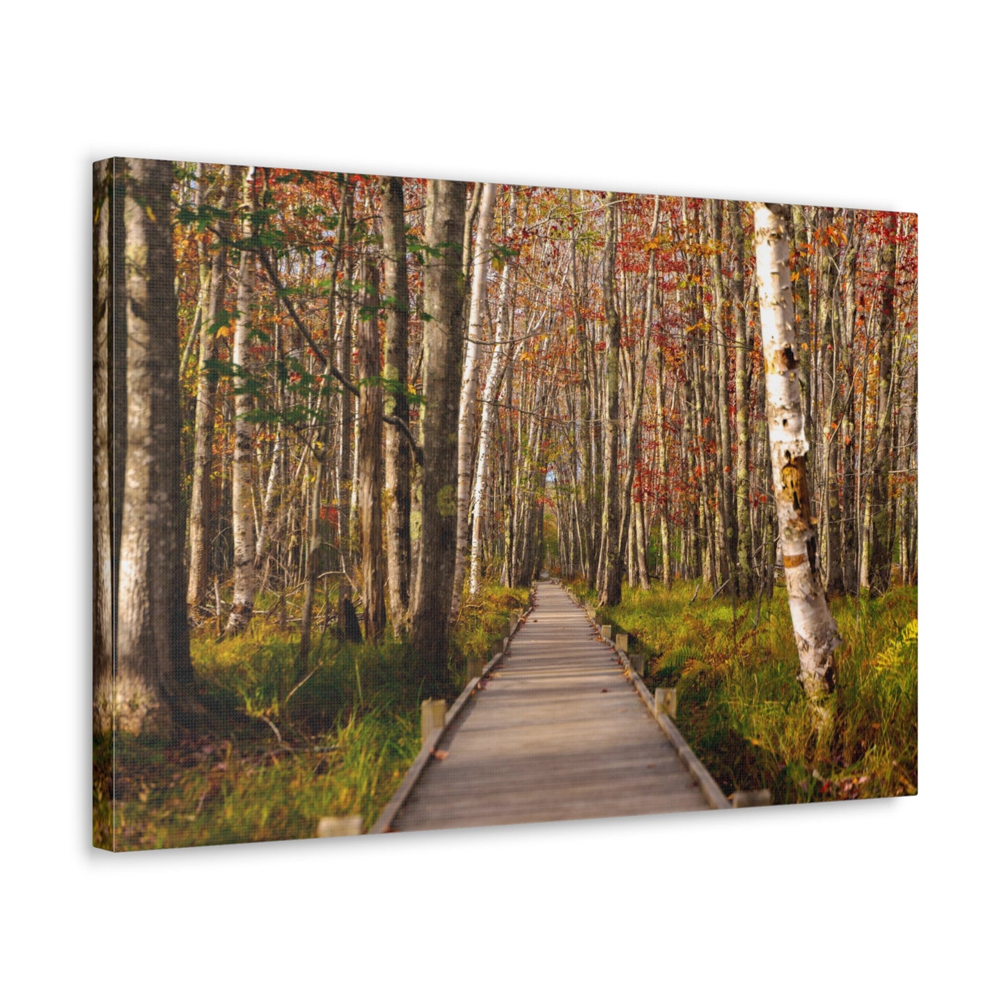 Autumn Walks-Canvas Gallery Wraps