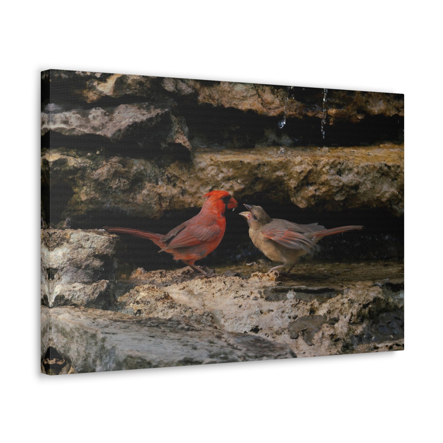 The Cardinal Gift-Canvas Gallery Wraps