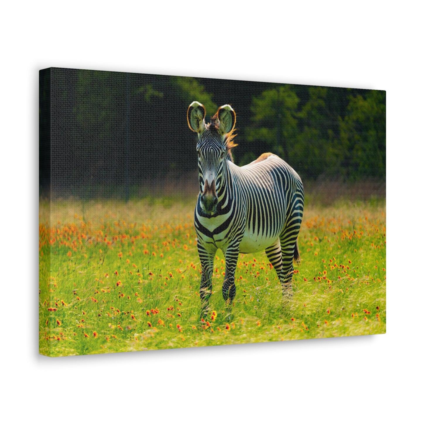 Zebra Among the Wildflowers-Canvas Gallery Wraps