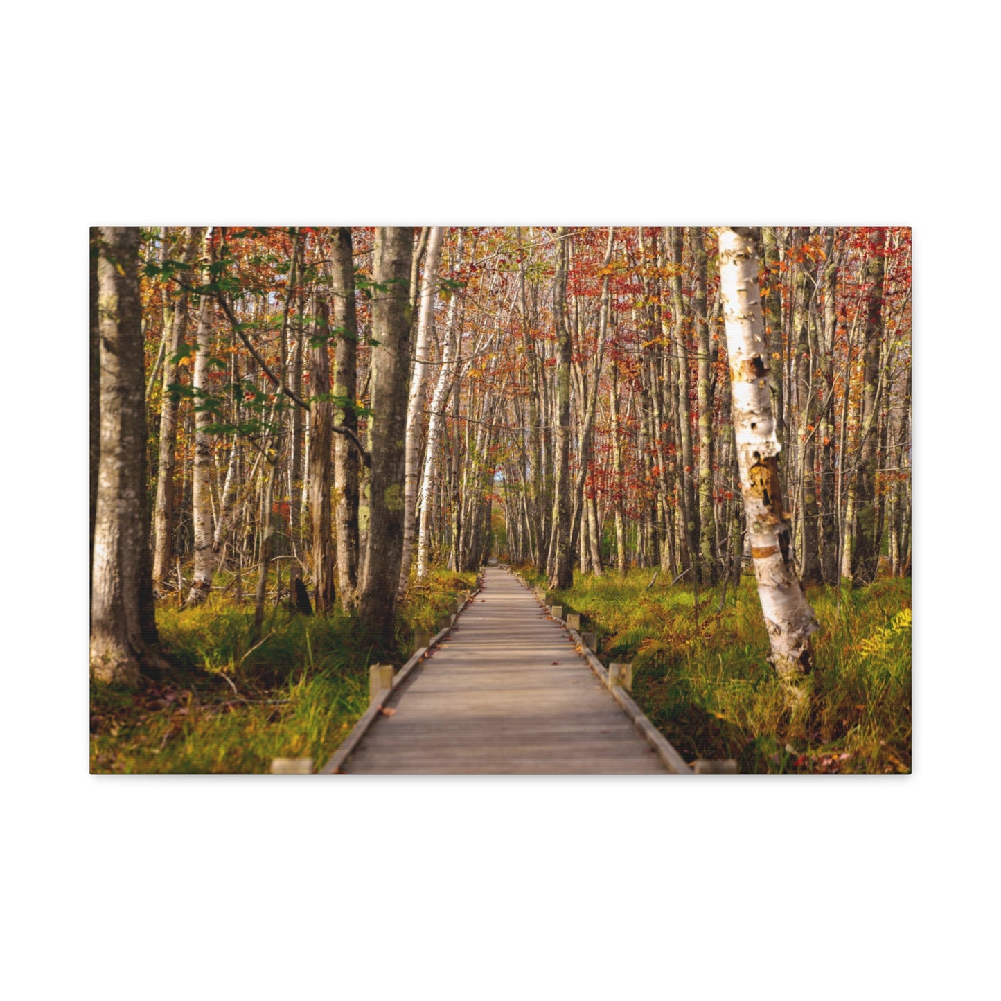 Autumn Walks-Canvas Gallery Wraps