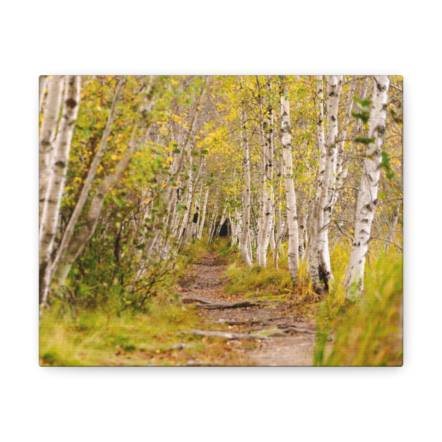 The Changing Path-Canvas Gallery Wraps