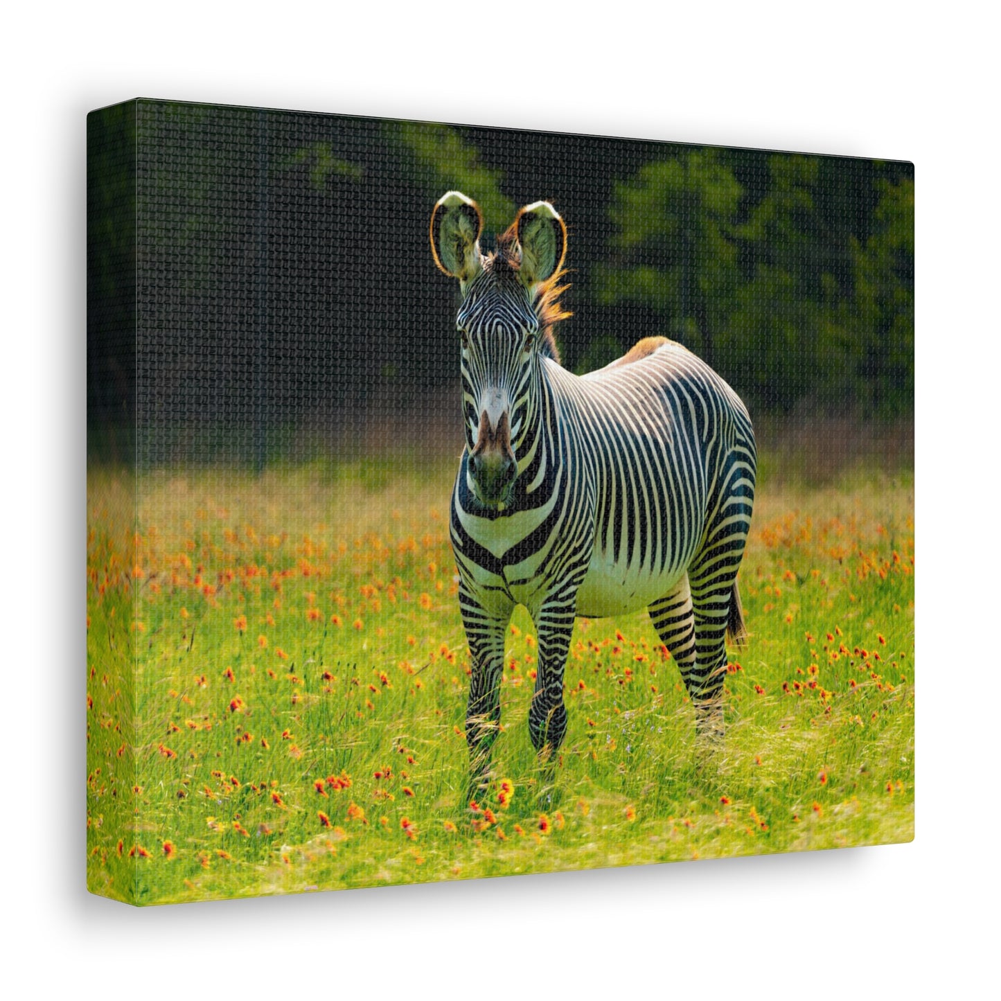 Zebra Among the Wildflowers-Canvas Gallery Wraps