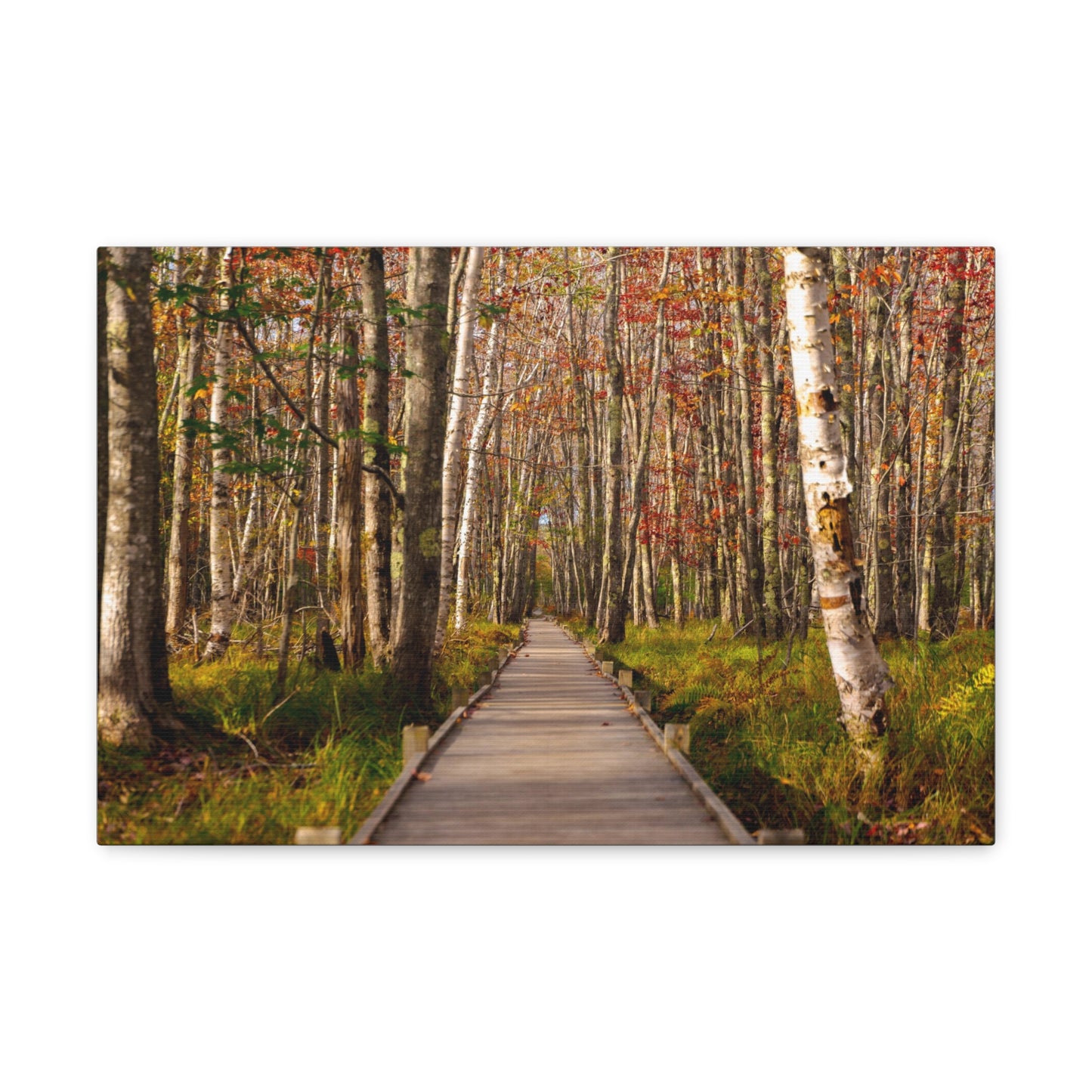 Autumn Walks-Canvas Gallery Wraps