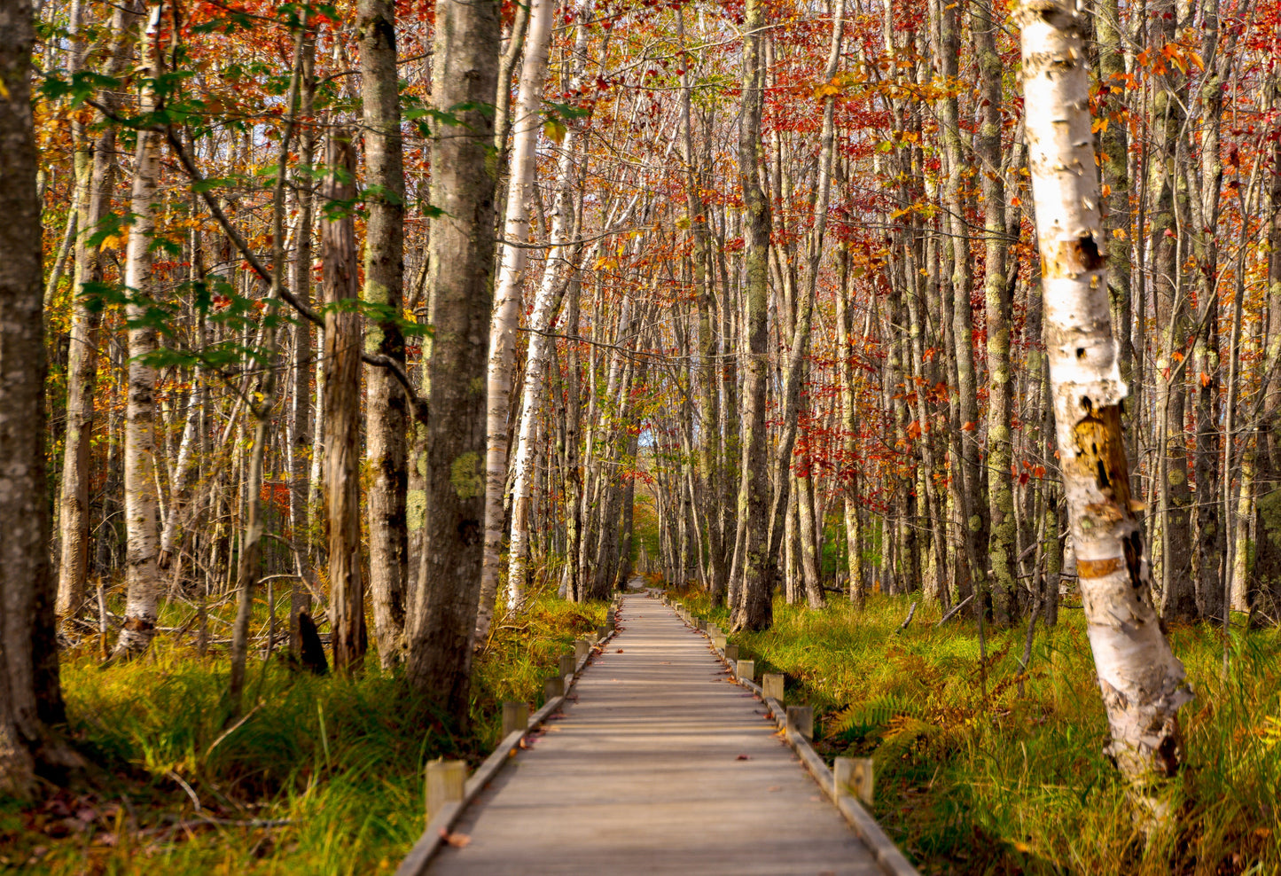 Acadia National Park 4-day Workshop Oct 3rd-6th 2024