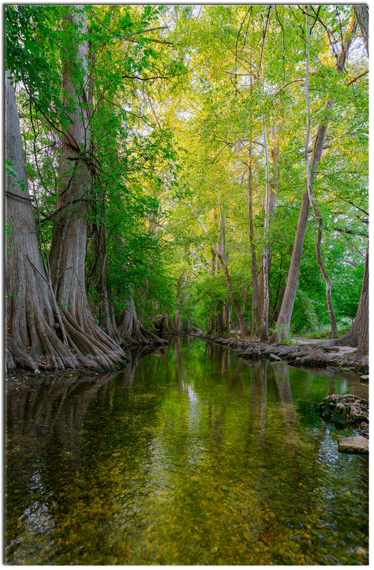Cibolo Creek