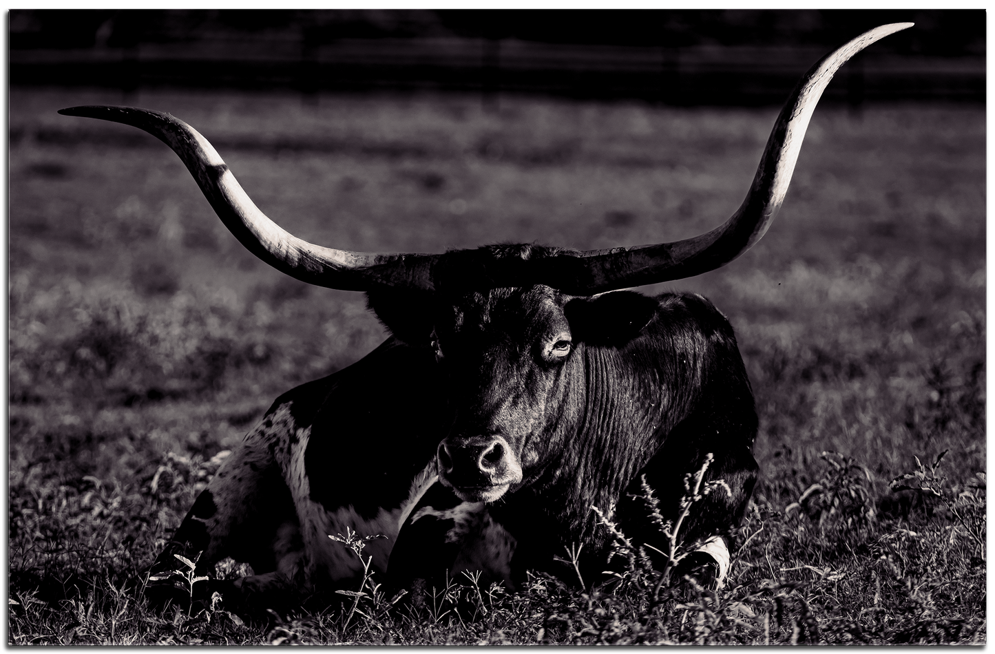 Longhorn At Rest