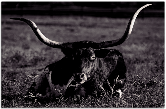 Longhorn At Rest