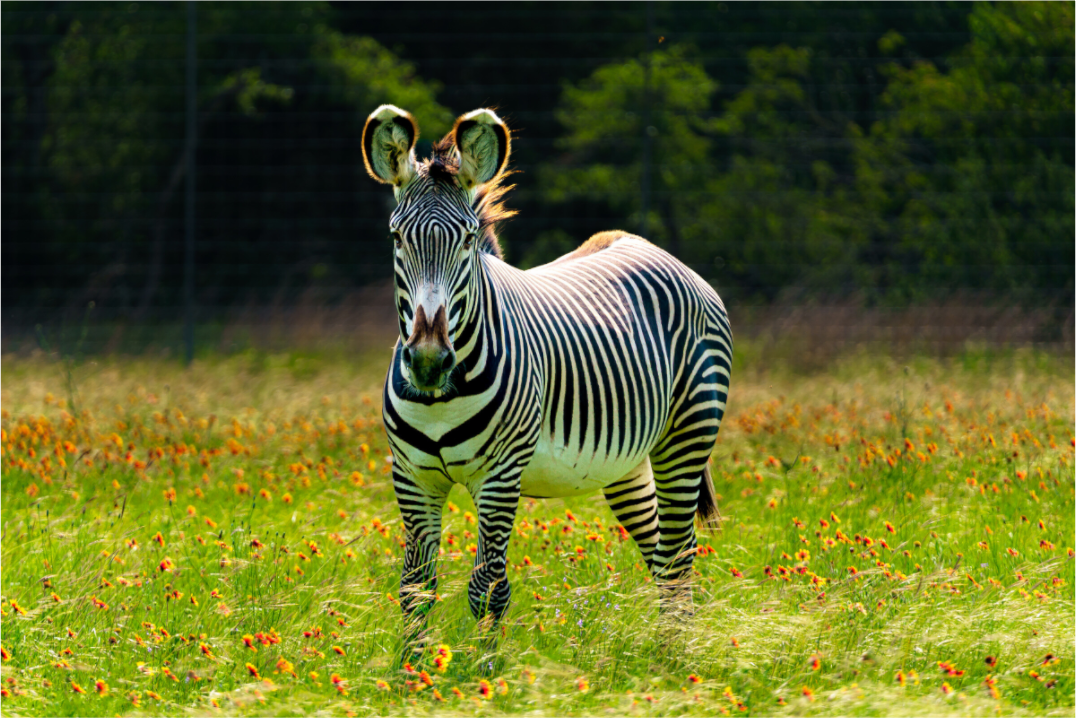 Zebra Among the Wild Flowers