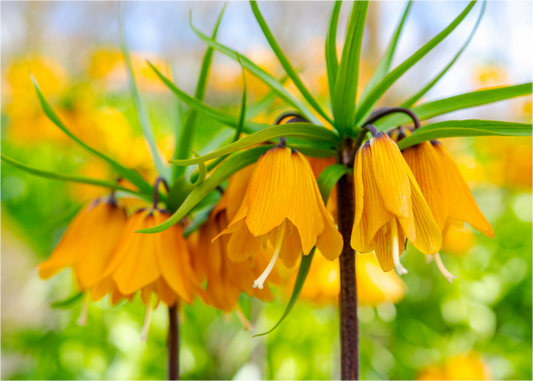 The Oranje Crown Imperial