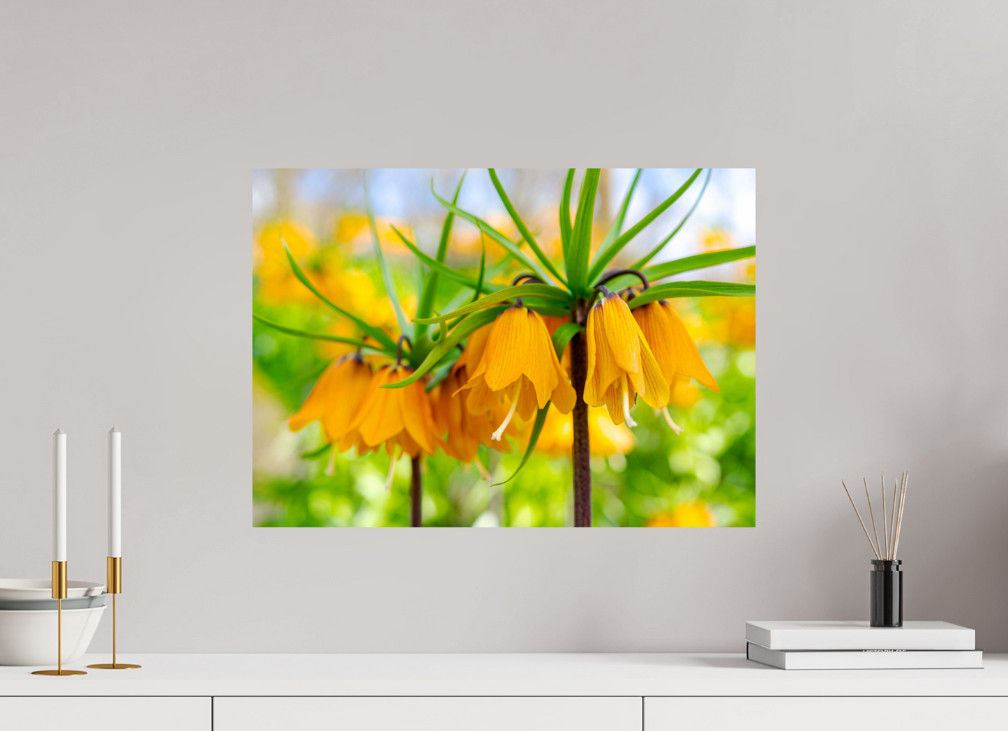 The Oranje Crown Imperial