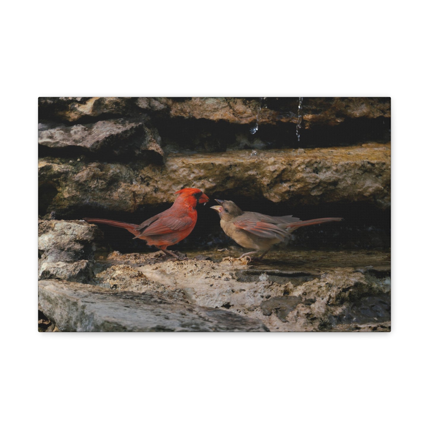 The Cardinal Gift-Canvas Gallery Wraps