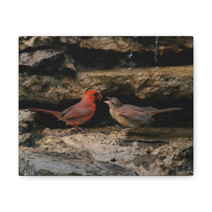 The Cardinal Gift-Canvas Gallery Wraps