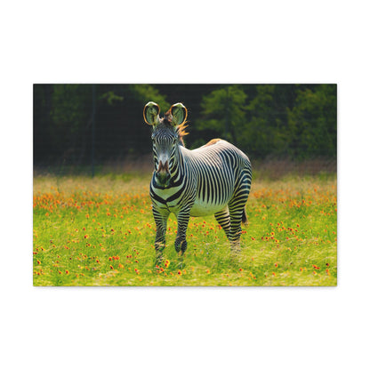 Zebra Among the Wildflowers-Canvas Gallery Wraps