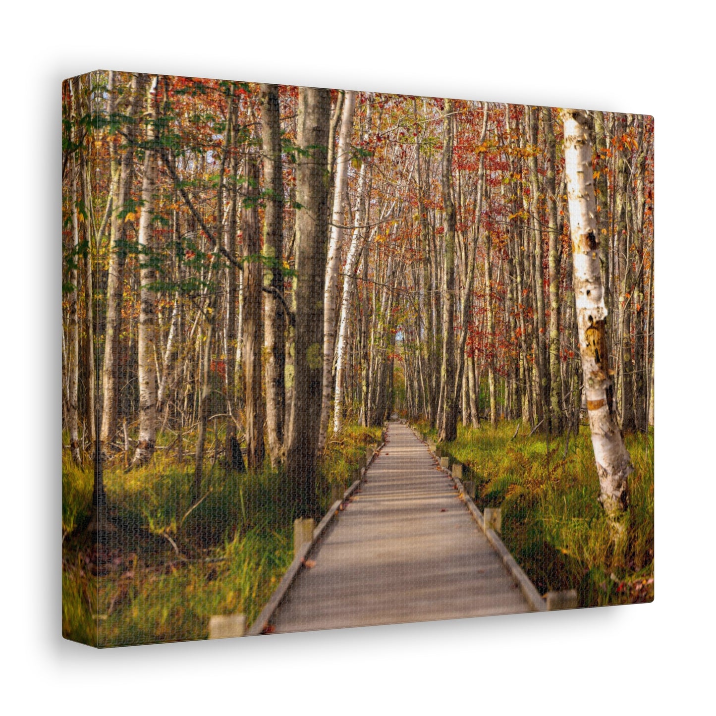 Autumn Walks-Canvas Gallery Wraps