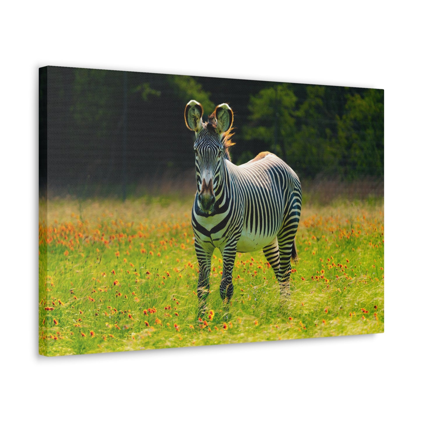 Zebra Among the Wildflowers-Canvas Gallery Wraps