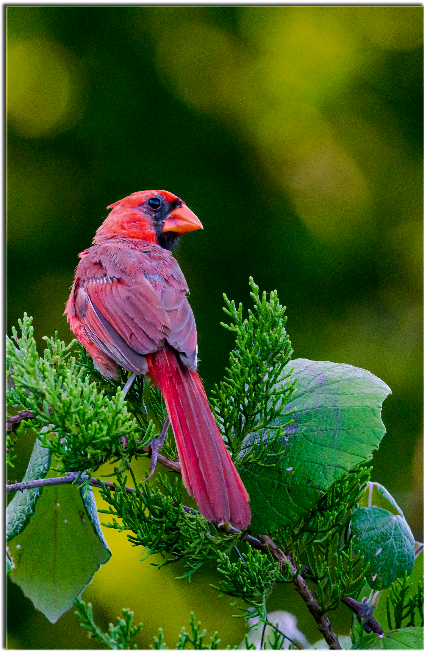 Cardinal at Cibolo