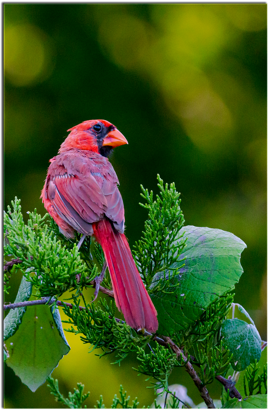 Cardinal at Cibolo
